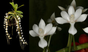 Aerangis ellisii