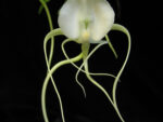 Angraecum germinyanum