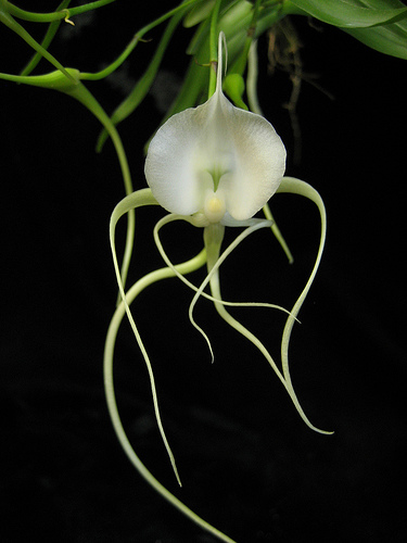 Angraecum germinyanum