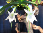 Angraecum compactum