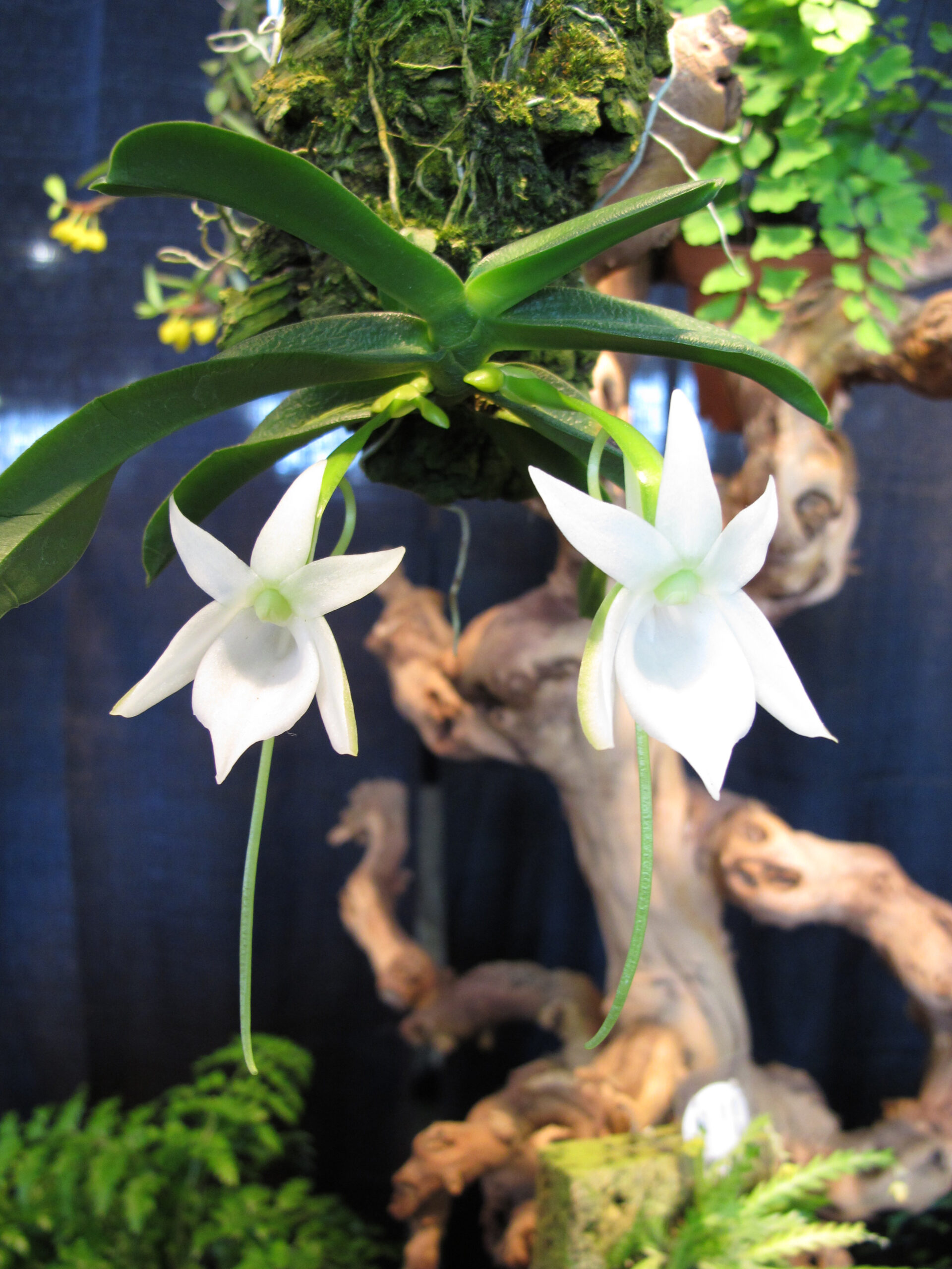 Angraecum compactum