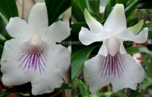 Cochleanthes amazonica