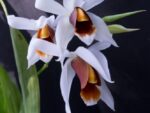 Coelogyne mooreana x usitana