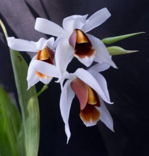 Coelogyne mooreana x usitana