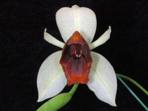 Coelogyne usitana