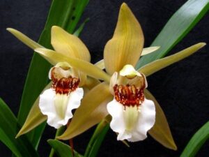 Coelogyne lawrenceana