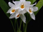 Coelogyne mooreana