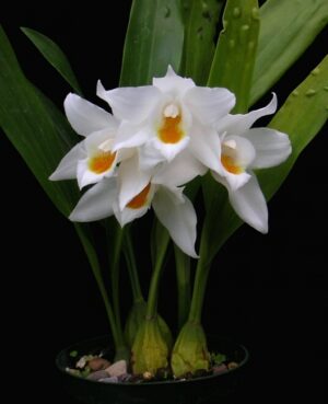 Coelogyne mooreana