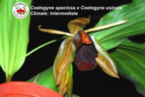 Coelogyne Lyme Bay (speciosa x usitana)