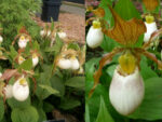Cypripedium 'Kentucky Maxi'