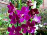 Dendrobium Purple Happiness