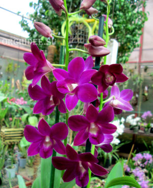 Dendrobium Purple Happiness