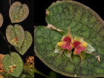 Lepanthes saltatrix
