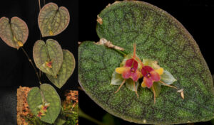 Lepanthes saltatrix