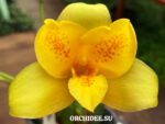 Lycaste macrobulbon