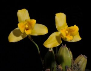 Lycaste macrobulbon