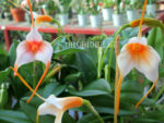 Masdevallia Sheila Yellow
