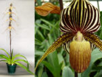 Paphiopedilum Gary Romagna