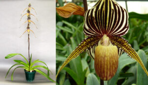 Paphiopedilum Gary Romagna