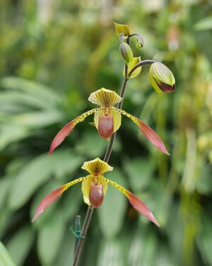 Paphiopedilum Julius (lowii x rothschildianum)