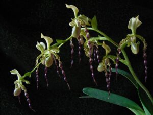 Paphiopedilum parishii