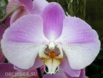 Phalaenopsis PH 171 Empada So Satisfied