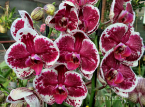 Phalaenopsis PH 172 Purple Rain