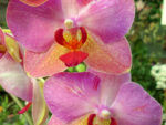 Phalaenopsis PH 173
