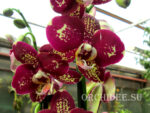 Phalaenopsis PH 174