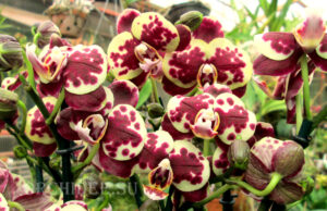 Phalaenopsis PHM 046 Lady bug