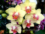 Phalaenopsis PHM 049 Moondust