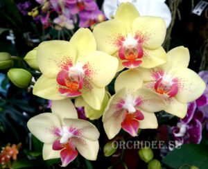 Phalaenopsis PHM 049 Moondust