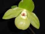 Paphiopedilum Envy Green (malipoense x primulinum)