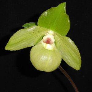 Paphiopedilum Envy Green (malipoense x primulinum)