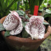 Paphiopedilum bellatulum