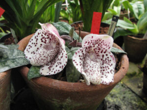 Paphiopedilum bellatulum