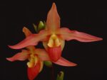 Phragmipedium Eric Young