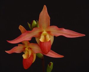 Phragmipedium Eric Young