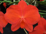 Sophronitis coccinea 4N