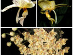 Stanhopea gibbosa x Stanhopea nigripes x Houlletia wallisii