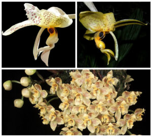 Stanhopea gibbosa x Stanhopea nigripes x Houlletia wallisii