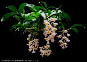 Dendrobium farmeri