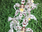 Odontoglossum naevium