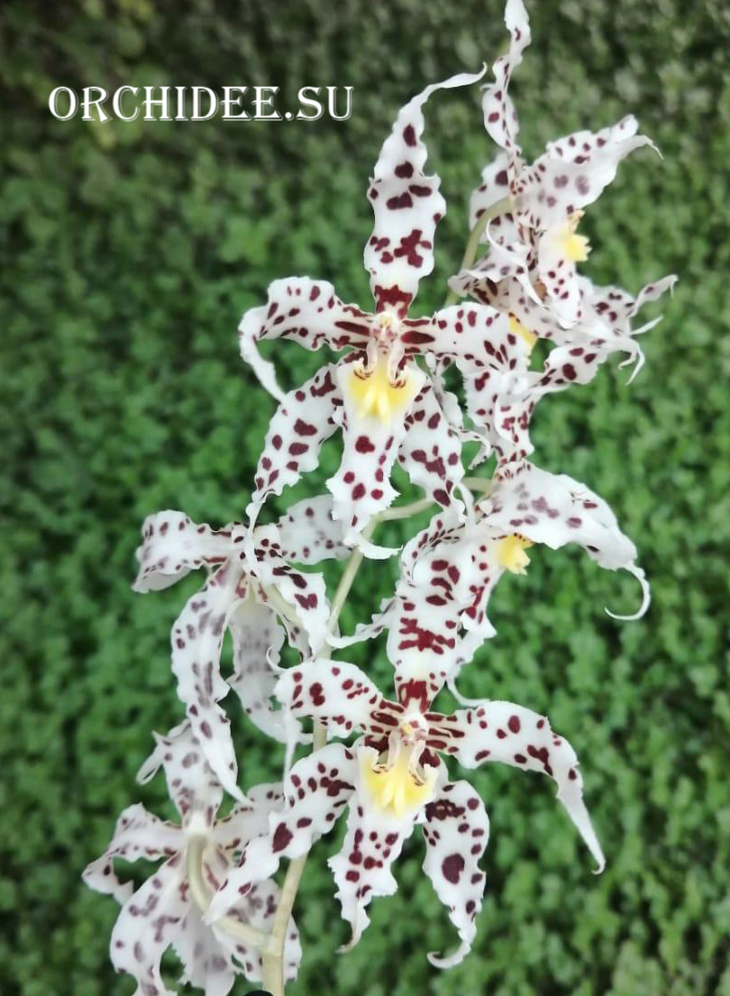 Odontoglossum naevium