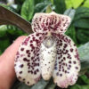 Paphiopedilum bellatulum