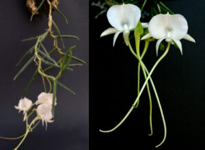 Angraecum scottianum