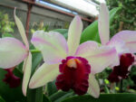 Cattleya hybrid 04
