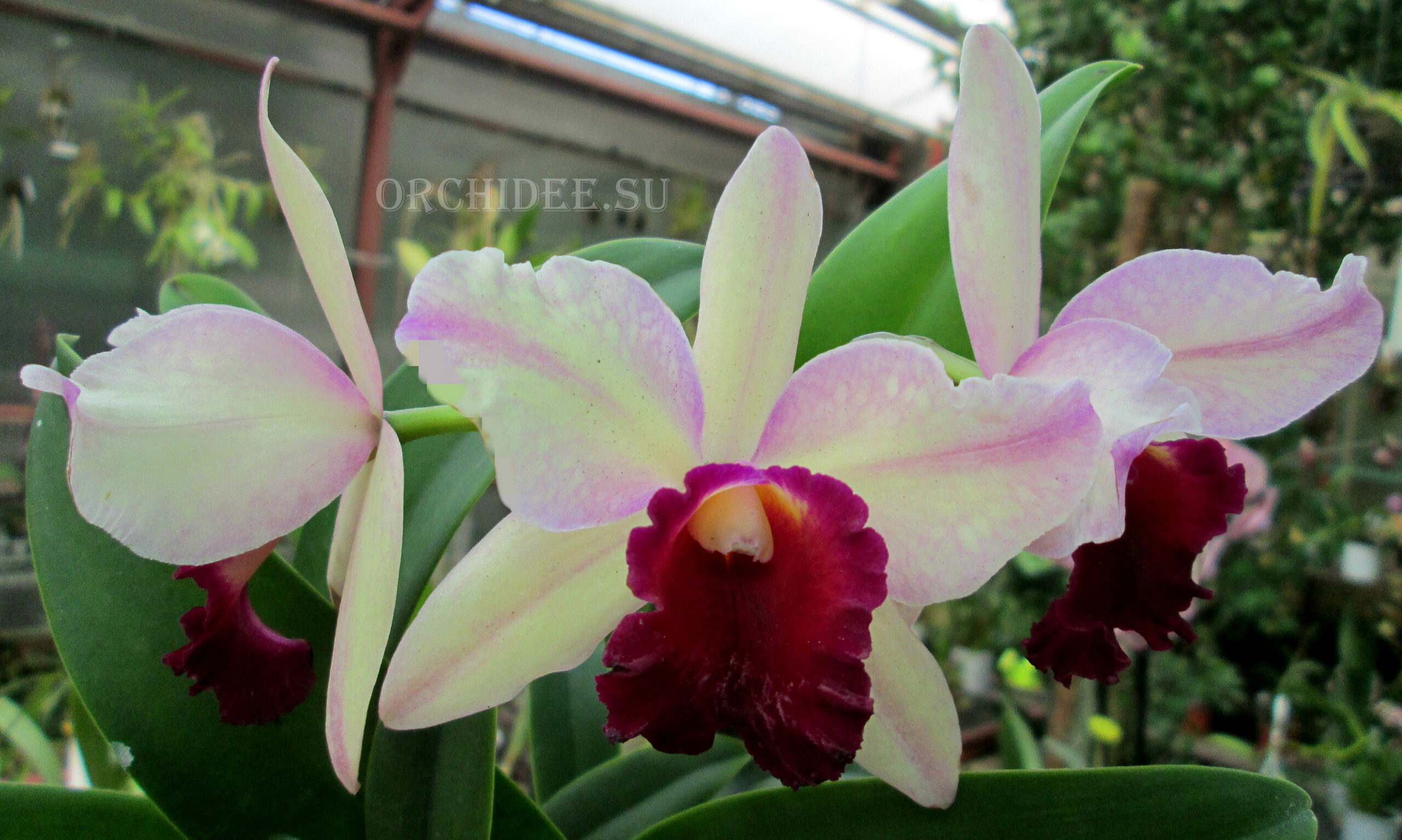 Cattleya hybrid 04