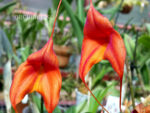 Masdevallia Orange Crush