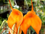Masdevallia Orange Burst